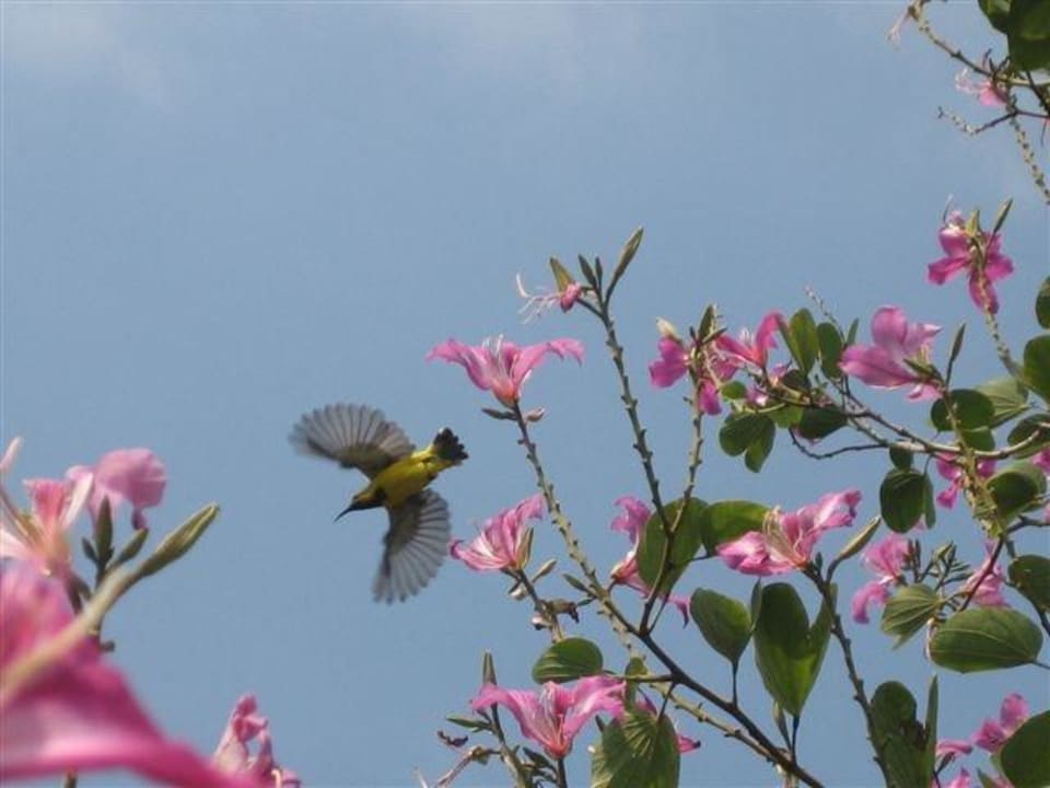 Vogelwelt Solitude Lembeh Resort