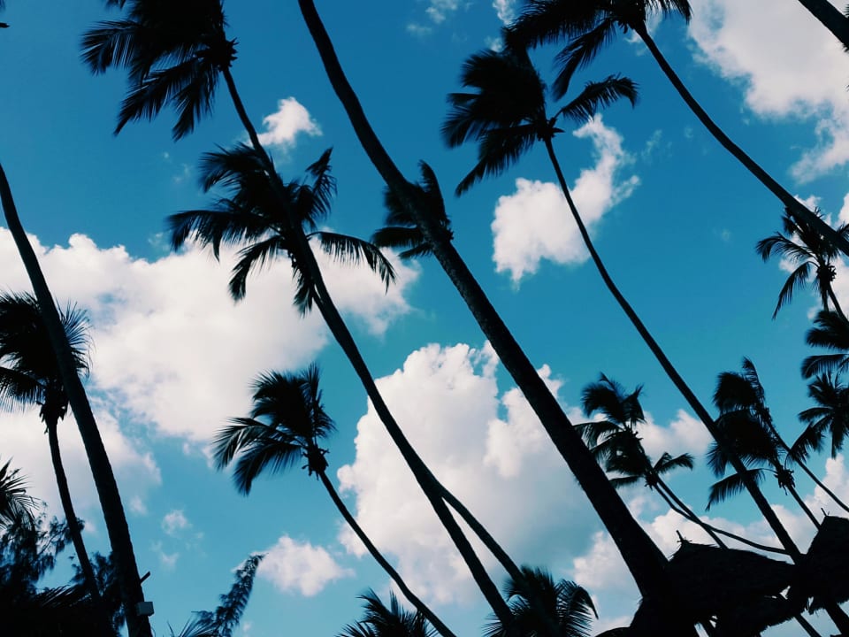 Palmen TUI Blue Bahari Zanzibar