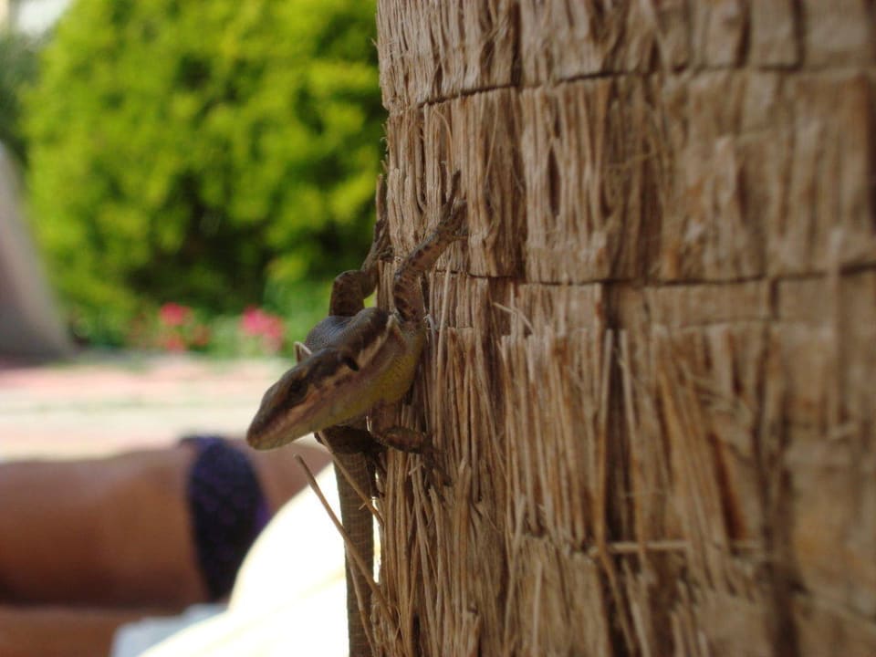 Gecko Hotel Orfeus Park