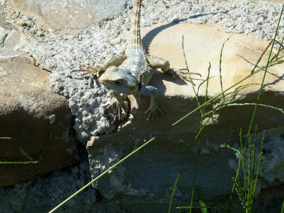 Gecko am Strand Trendy Side Beach Hotel - Adults only
