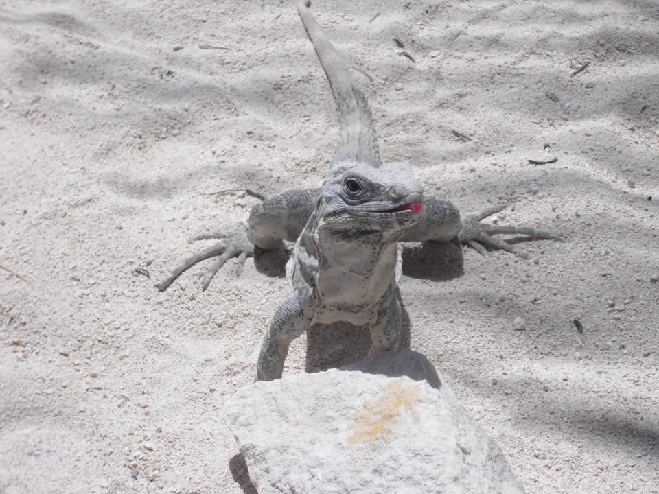 Auch am Strand vertreten-fressen sehr gerne Obst Bahia Principe Luxury Akumal