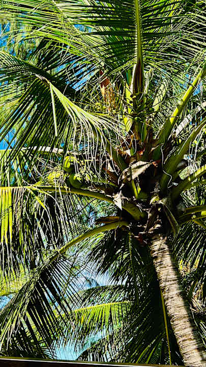 Gartenanlage Summer Island Maldives