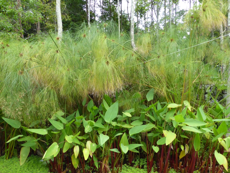 Exotische Sträucher Hotel Belum Rainforest Resort