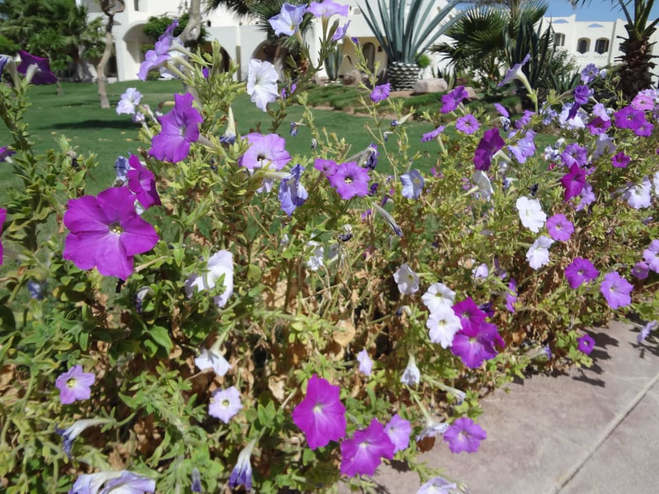 Цветы как на даче))) Regency Plaza Aqua Park & Spa