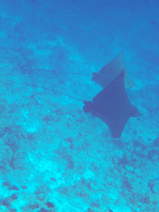 Strand Adaaran Select Meedhupparu Island Resort - Premium All Inclusive