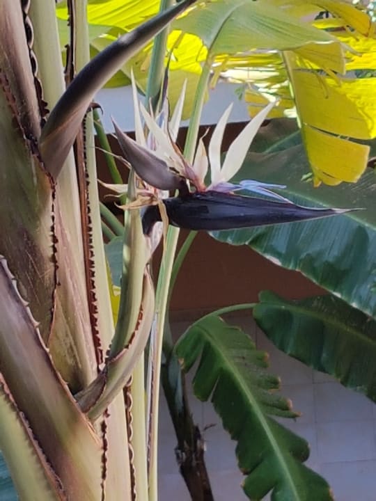 Gartenanlage Blau Colònia Sant Jordi