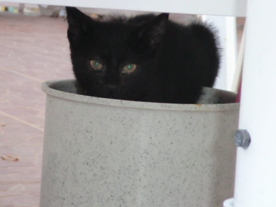 Katze holt sich ihr Futter- Mülleimer am Pool VONRESORT Golden Beach