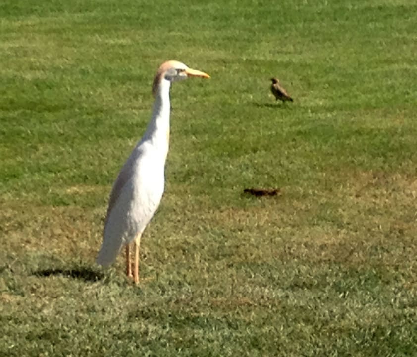 Seidenreiher zu Besuch Shams Safaga Resort