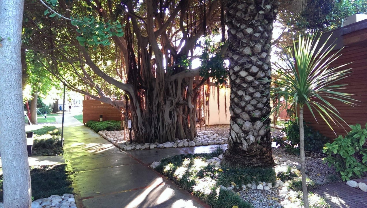 Weg zum Strand an wunderschönen Bäumen vorbei Side Star Elegance