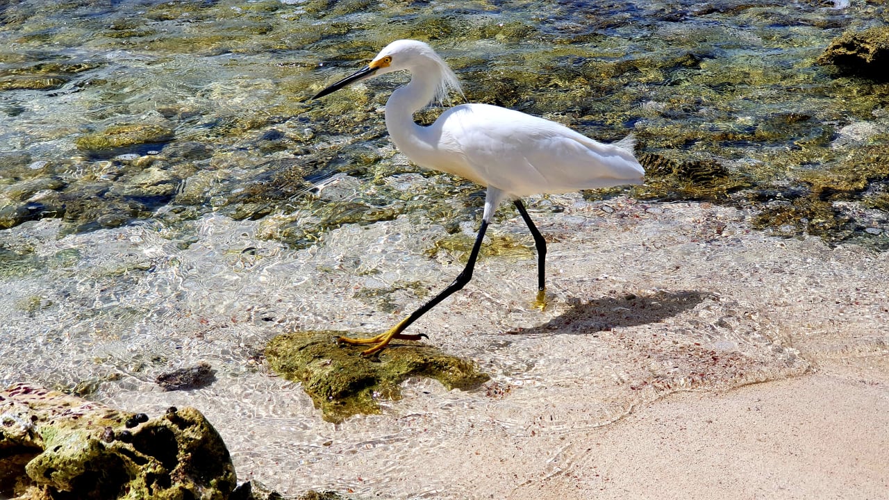 Strand Hotel Viva Dominicus Beach by Wyndham - All Inclusive Resort