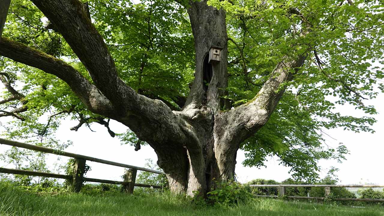 Gartenanlage Schloss Spangenberg