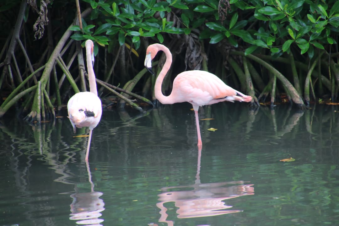 Gartenanlage Hotel Viva Dominicus Palace by Wyndham-All Inclusive Resort