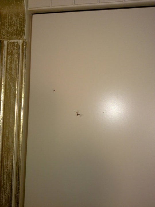 Toter Mosquito an Kleiderschranktür Hotel Kalif