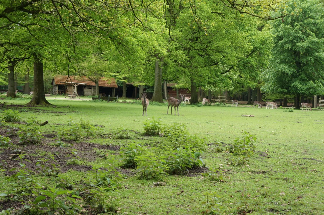 Hirschen im Park Vila Vita Burghotel Dinklage