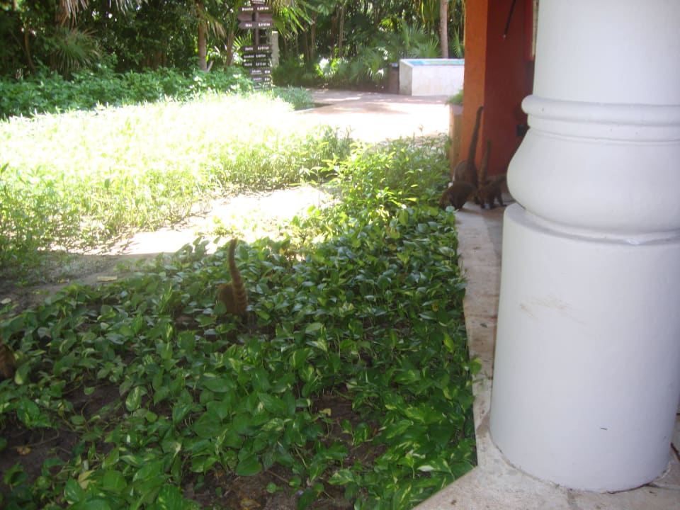 Hotel Catalonia Playa Maroma Catalonia Playa Maroma