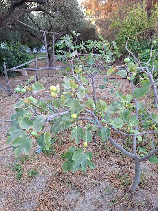 Gartenanlage TUI KIDS CLUB Alex Beach