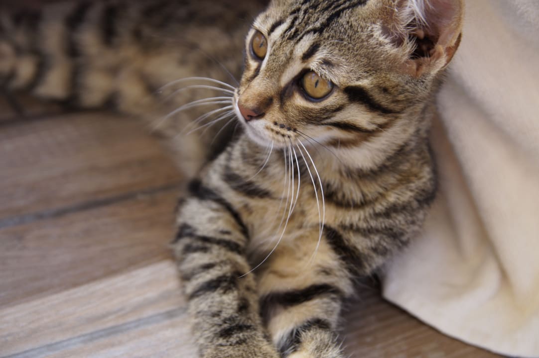 Sonstiges Aydinbey Kings Palace & Spa