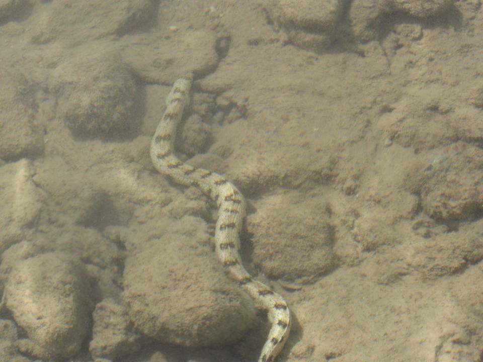 Muräne im Wasser, direkt am Strand Albatros Sharm Resort