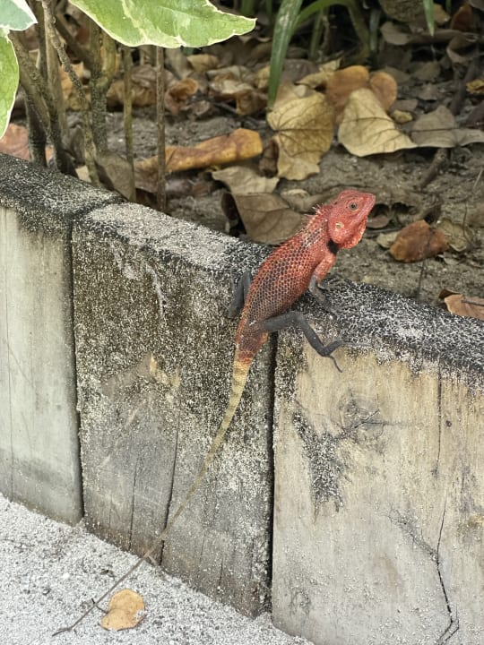 Gartenanlage NH Collection Maldives Havodda Resort