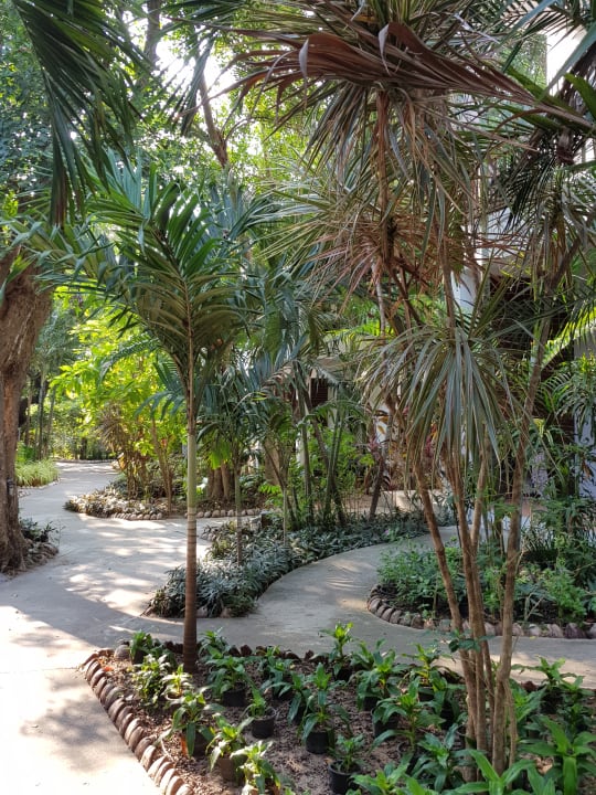 Gartenanlage Lamai Wanta Beach Resort