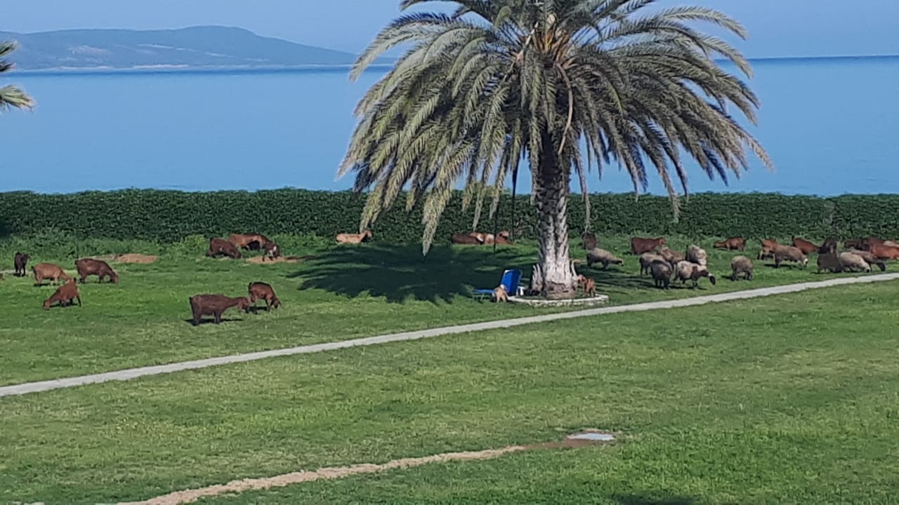 Gartenanlage Hotel Natura Beach