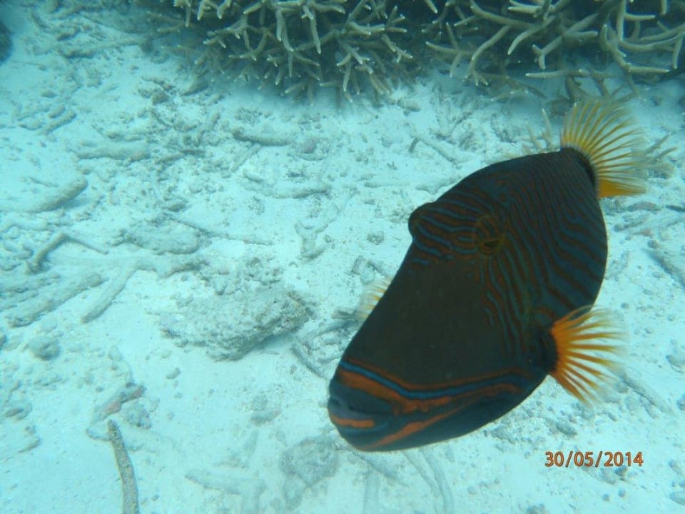 Unter Wasser  Thulhagiri Island Resort