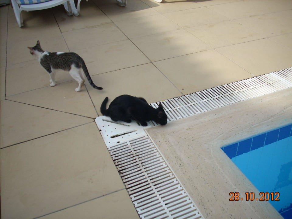 Putzkollone für den Grill Hotel Orfeus Park