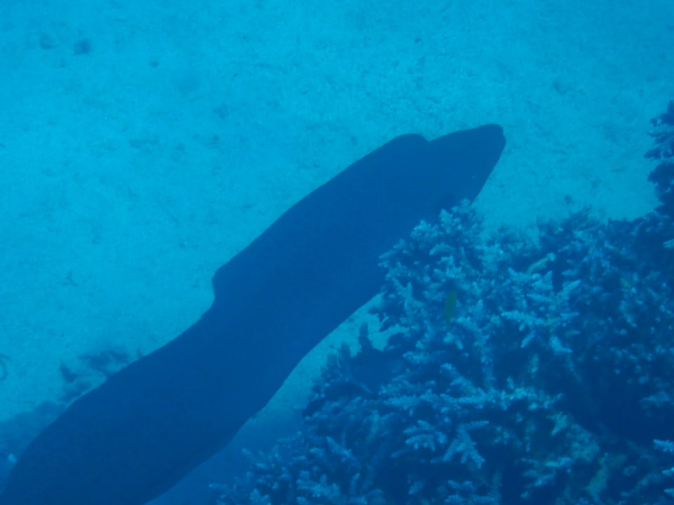 Sonstiges Makadi Spa - Adults only