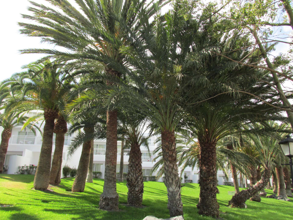 Tolle Anlage Hotel Riu Paraiso Lanzarote