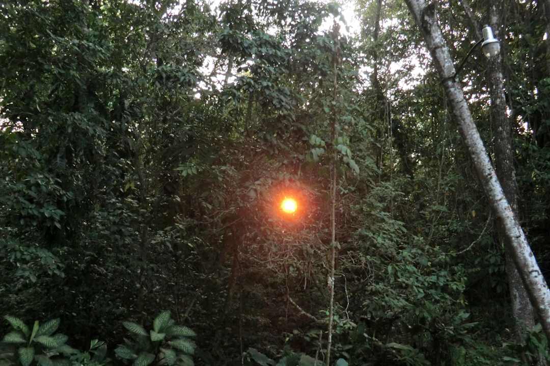 Sonne im Regenwald Hotel Mision Palenque