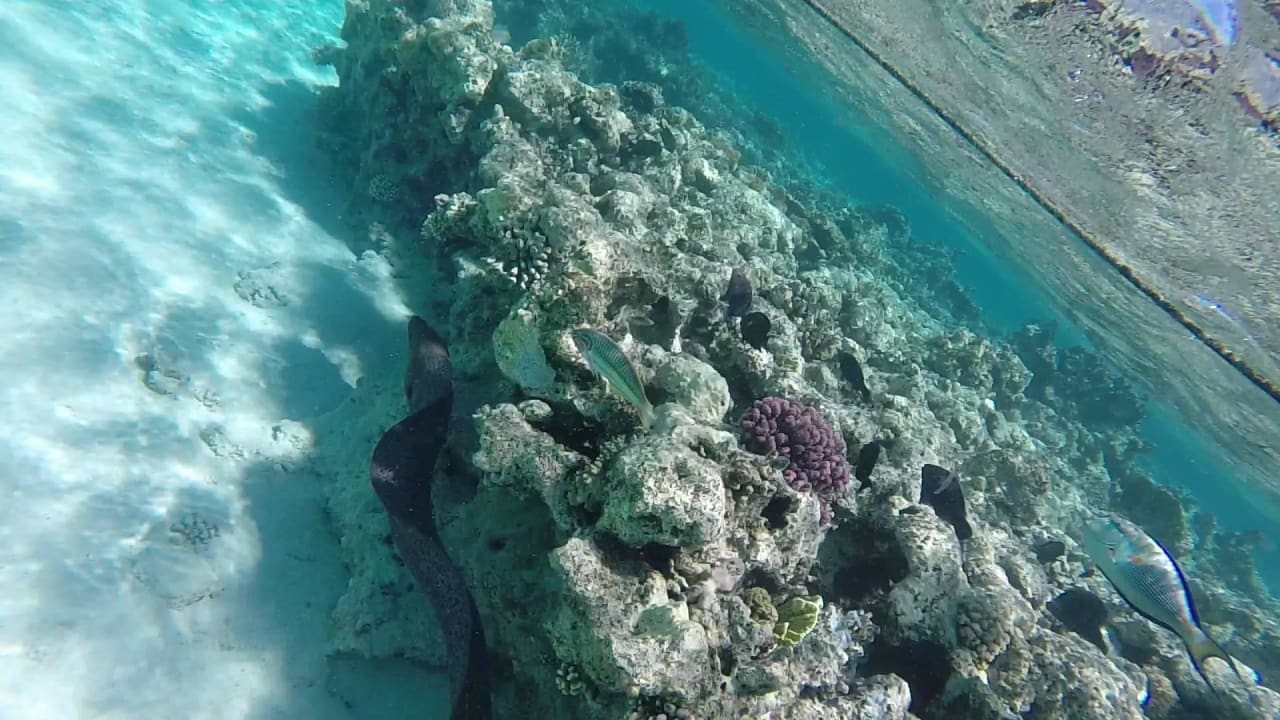 Muräne zwischen Palace und Spa Makadi Spa - Adults only