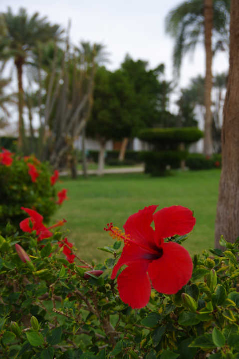 Gartenanlage Shams Safaga Resort