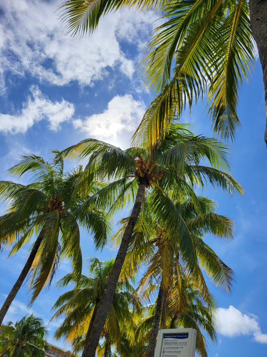 Gartenanlage Melia Las Antillas - Adults only