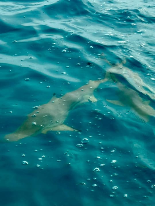 Sport & Freizeit Cinnamon Hakuraa Huraa Maldives