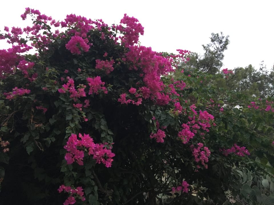 Gartenanlage TUI MAGIC LIFE Sarigerme