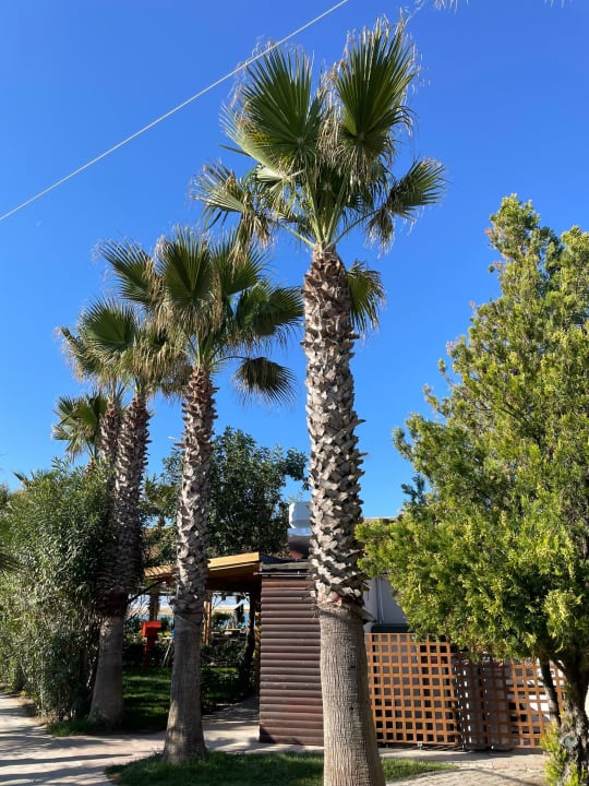 Gastro Saturn Palace Resort Hotel