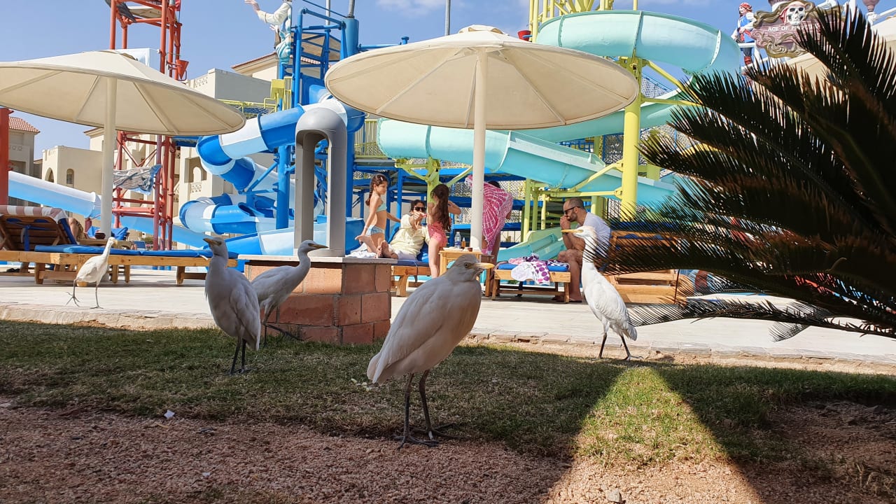 Sport & Freizeit Pickalbatros Aqua Vista Resort - Hurghada