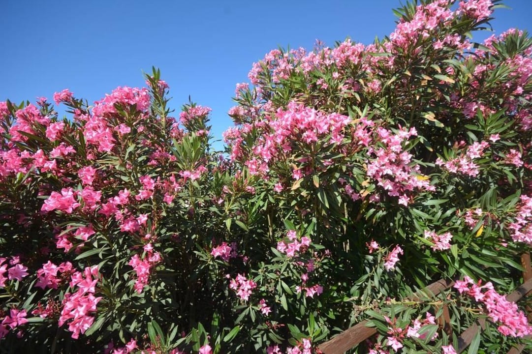 Anlage Hotel Kalithea Horizon Royal