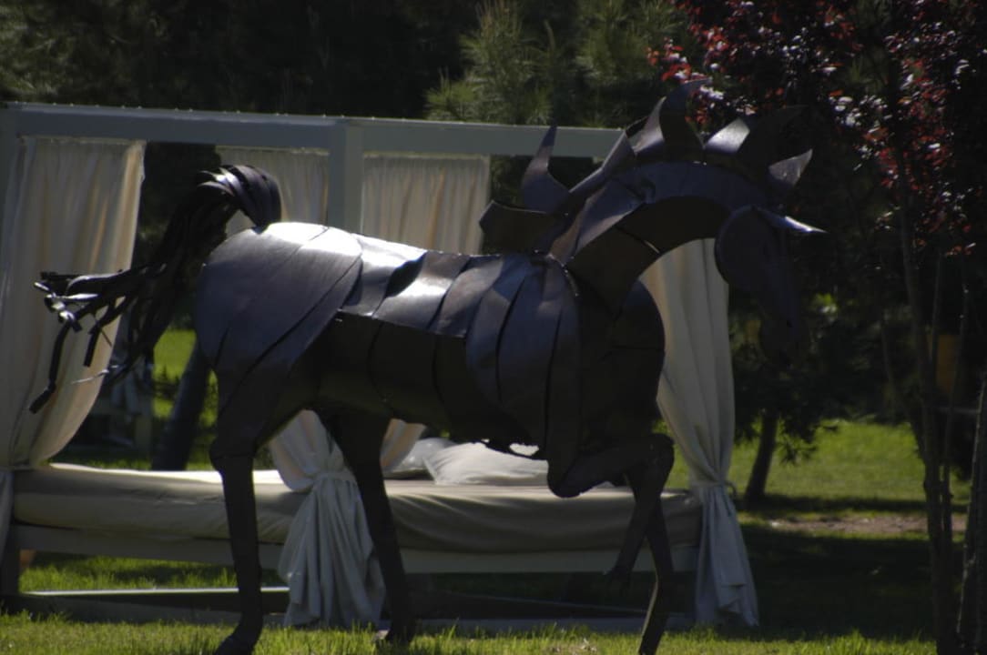 Nicht zum Reiten Zafiro Mallorca