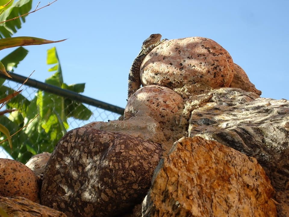 Echse am Pool Club Grand Aqua