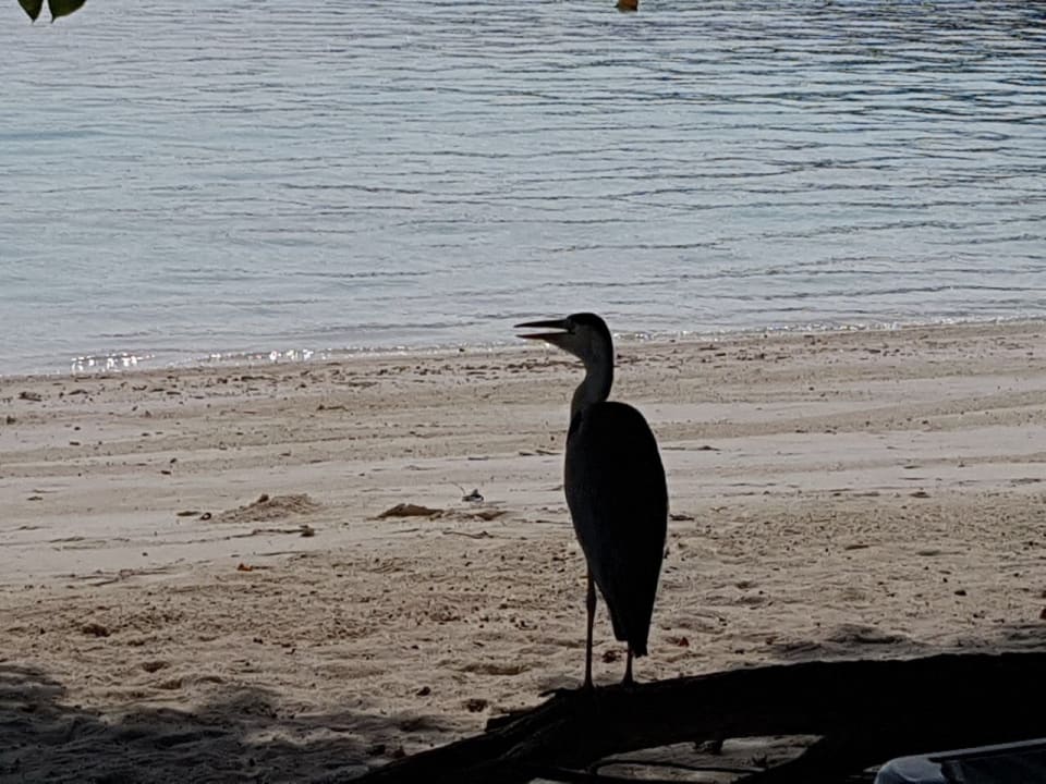 Strand Meeru Maldives Resort Island