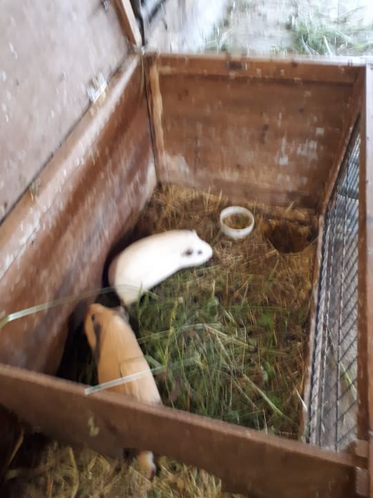 Meerschweinchen  Ferienbauernhof Elmaugut
