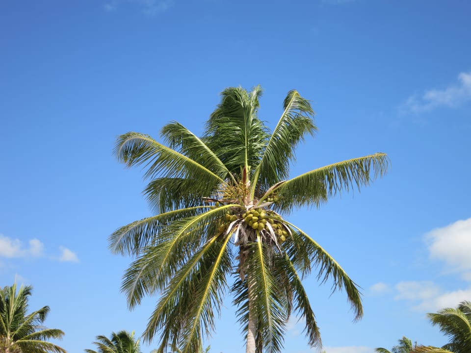 Sonstiges Hotel Riu Dunamar