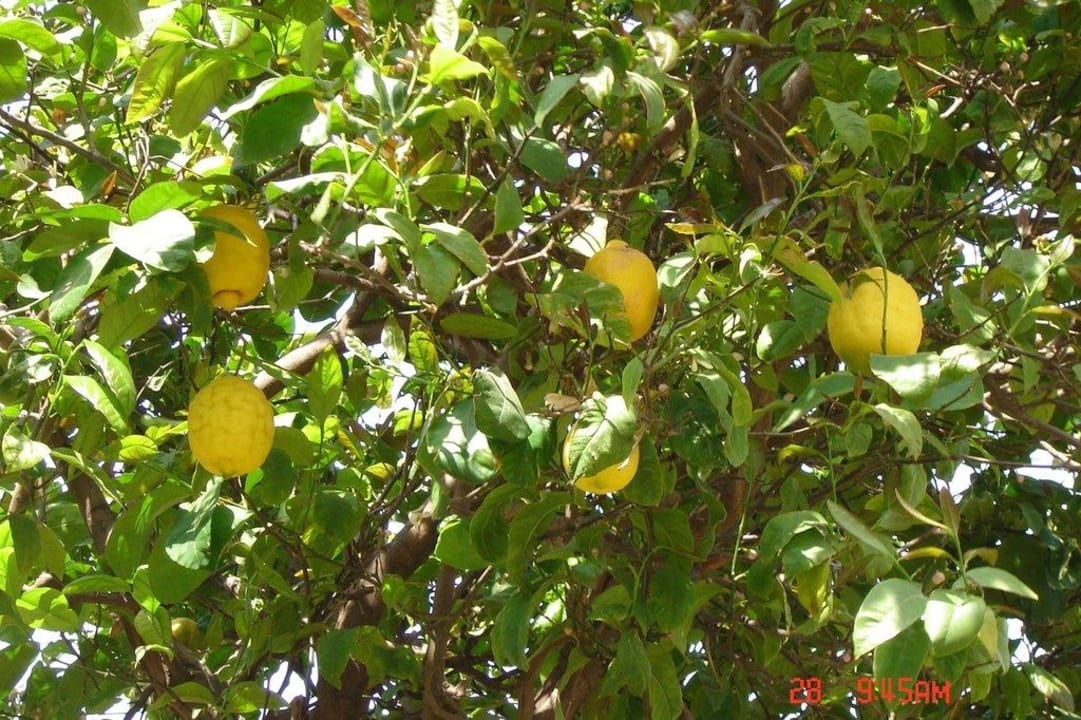 Zum vernaschen Alaiye Resort & Spa