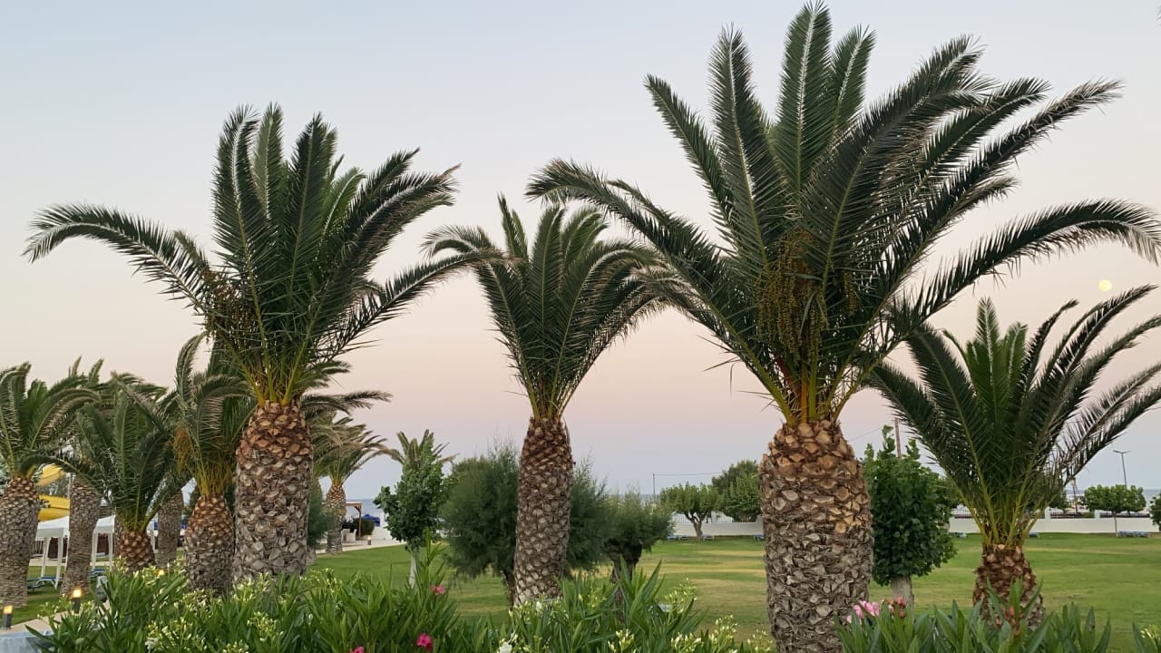 Gartenanlage Mitsis Faliraki