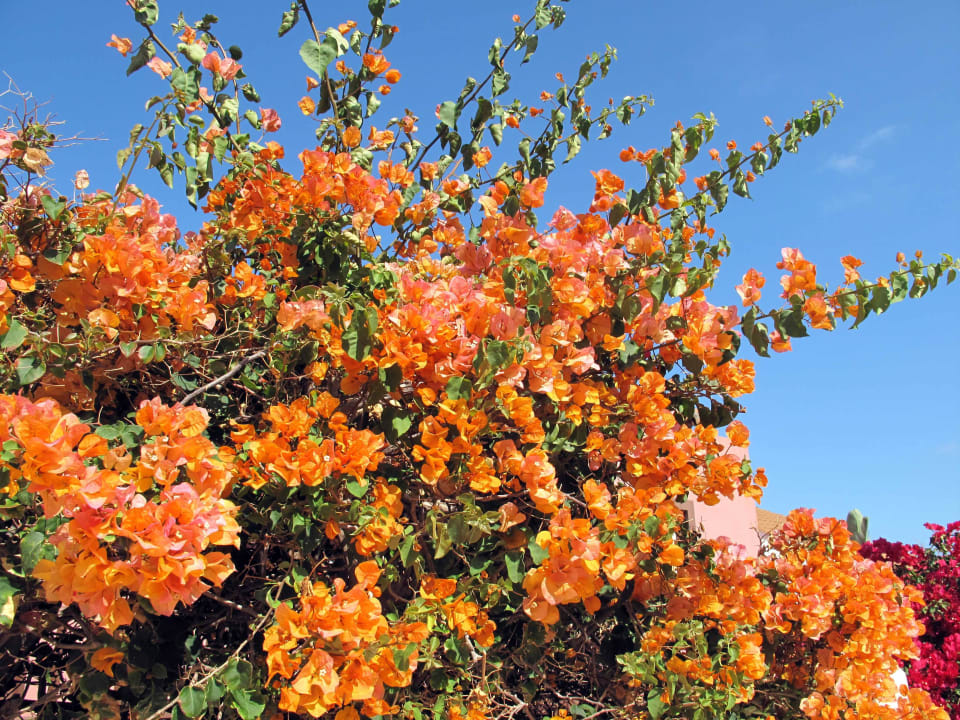 Von der Parkstrasse Apartamentos Oasis San Antonio