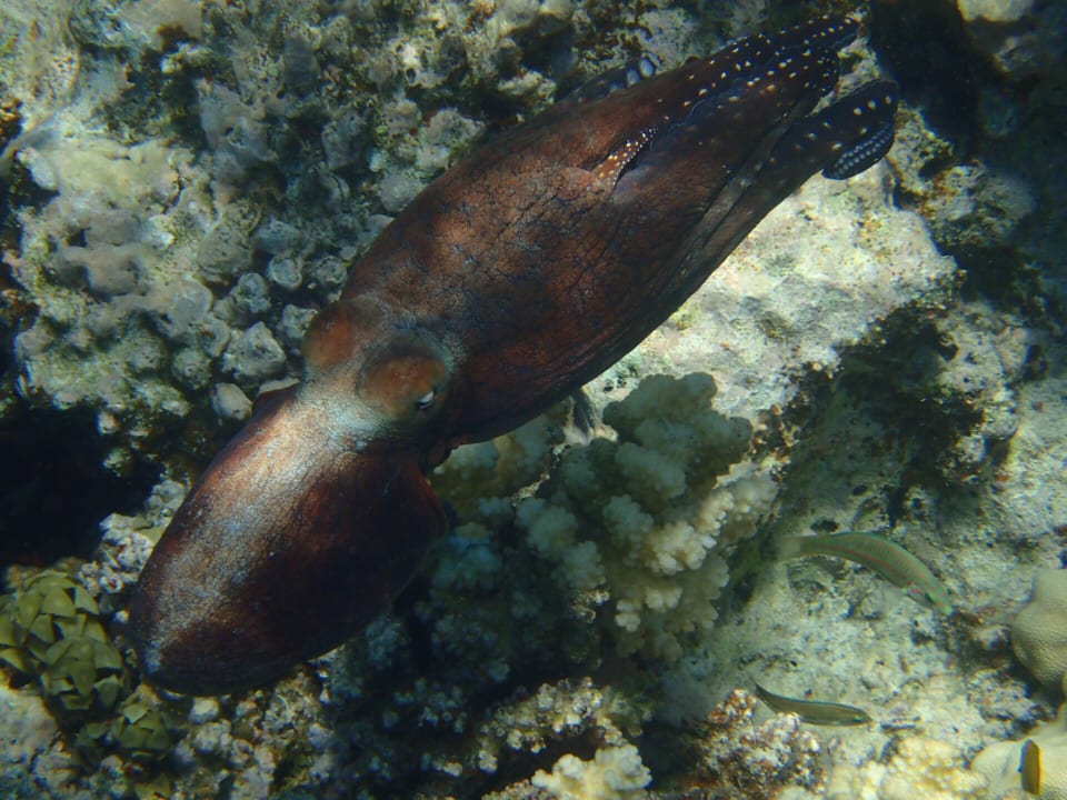 Strand Makadi Spa - Adults only