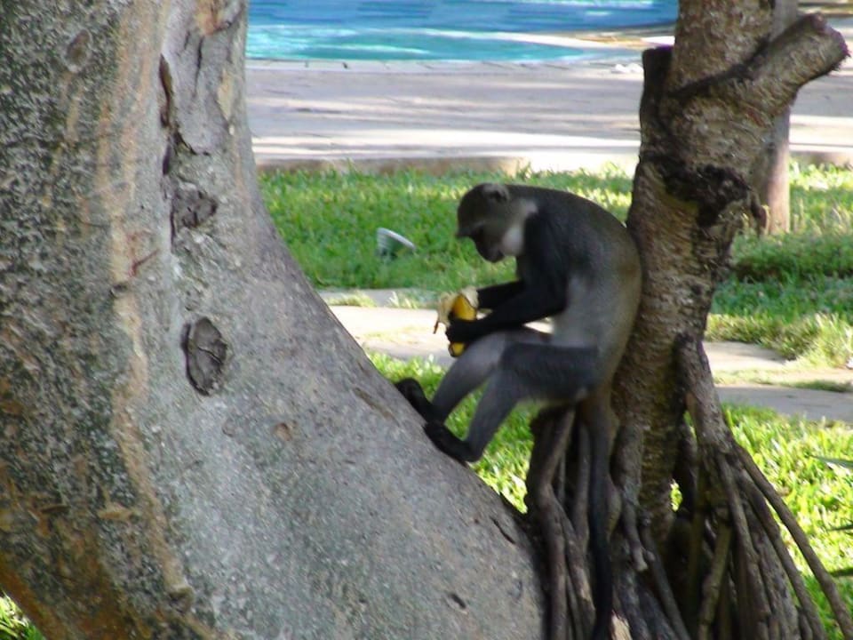 bitte nicht füttern! Neptune Palm Beach Boutique Resort & Spa