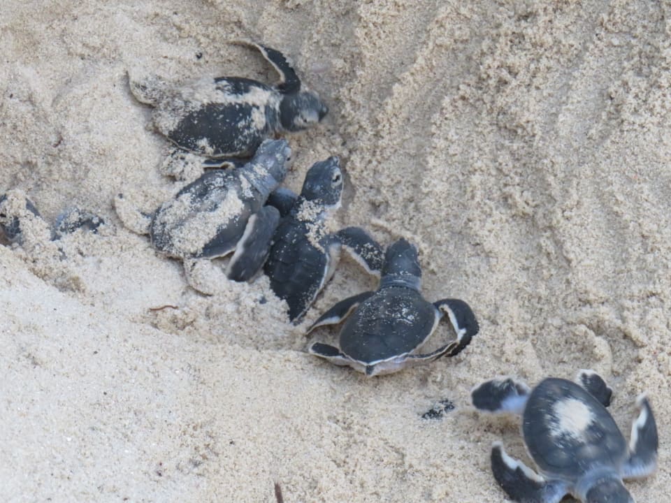 Strand Hotel Southern Palms Beach Resort