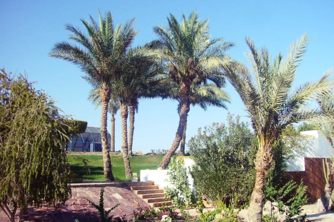 Финиковые пальмы V Hotel Sharm El Sheikh